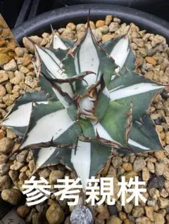 2026年最新】太陽神 アガベの人気アイテム - メルカリ