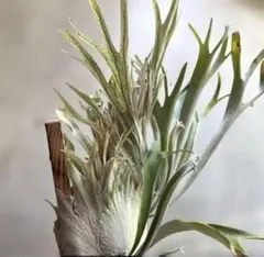 2026年最新】auburn riverの人気アイテム - メルカリ