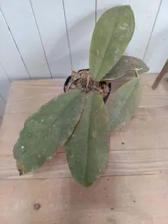 2026年最新】ホヤ ウンデュラータの人気アイテム - メルカリ