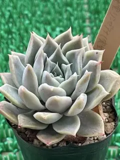 2026年最新】リンゼアナの人気アイテム - メルカリ