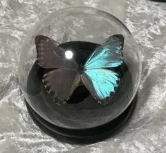 2026年最新】ポルティスモルフォの人気アイテム - メルカリ