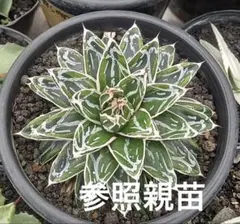 2026年最新】アガベ 姫笹の雪の人気アイテム - メルカリ