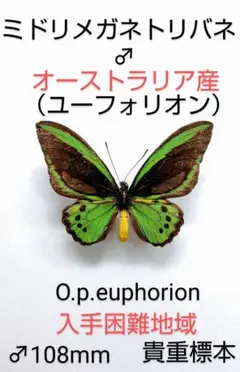 2026年最新】ミドリメガネトリバネアゲハの人気アイテム - メルカリ