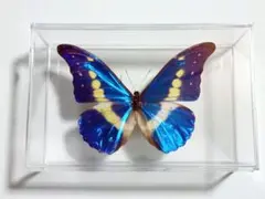 2026年最新】蝶の人気アイテム - メルカリ