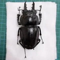 2026年最新】ヤエヤママルバネの人気アイテム - メルカリ