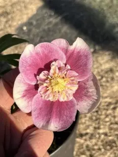 2026年最新】広瀬 ソレイユの人気アイテム - メルカリ