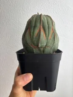 2026年最新】オベサ 木質化の人気アイテム - メルカリ