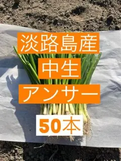 2026年最新】淡路島玉ねぎ苗の人気アイテム - メルカリ