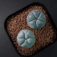 2026年最新】銀冠玉の人気アイテム - メルカリ