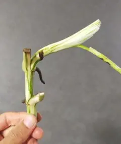 2026年最新】モンステラホワイトタイガーの人気アイテム - メルカリ