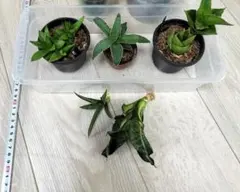 2026年最新】サンスベリア 希少の人気アイテム - メルカリ