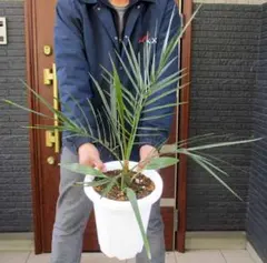 2026年最新】カナリーヤシの人気アイテム - メルカリ