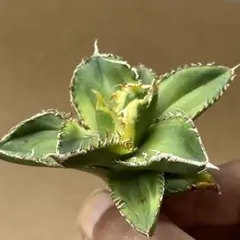 2026年最新】アガベ大白鯊の人気アイテム - メルカリ