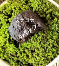 2026年最新】スナゴケの人気アイテム - メルカリ