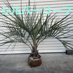 2026年最新】ココスヤシの木の人気アイテム - メルカリ