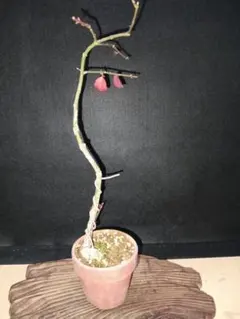 2026年最新】文人 盆栽の人気アイテム - メルカリ