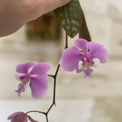 2026年最新】胡蝶蘭シレリアナの人気アイテム - メルカリ