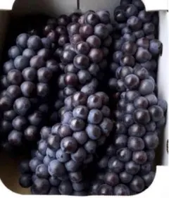 2026年最新】スチューベンの人気アイテム - メルカリ