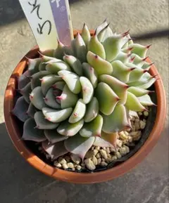 2026年最新】おらいさん苗 そわそわの人気アイテム - メルカリ