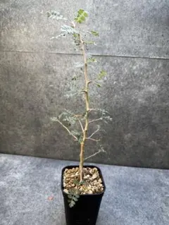 早い者勝ち☆大特価】 ドルステニア ギガス ブラータ 短葉 シルバー