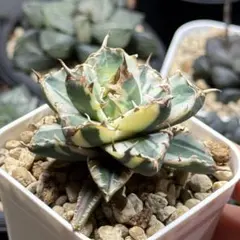 2026年最新】姫厳竜の人気アイテム - メルカリ