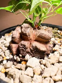 丸型良型】No.7アフリカ亀甲竜 実生 幅5cm 将来有望 - メルカリ