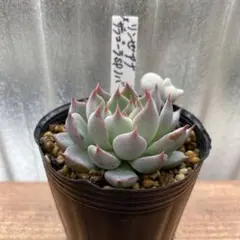 2026年最新】ザラゴーサspノバの人気アイテム - メルカリ