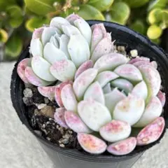 2026年最新】リンゼアナの人気アイテム - メルカリ