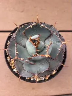 2026年最新】グアダラハラナ ドワーフの人気アイテム - メルカリ