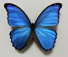 2026年最新】蝶 標本 モルフォの人気アイテム - メルカリ