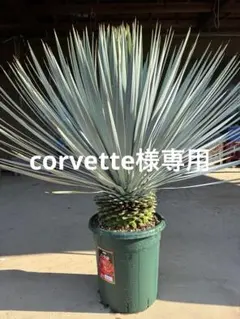 2026年最新】ユッカ マルデヌベスの人気アイテム - メルカリ