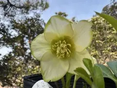 2026年最新】クリスマスローズ 利休の人気アイテム - メルカリ