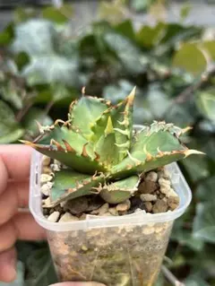 2026年最新】レッドキャットウィーズルの人気アイテム - メルカリ