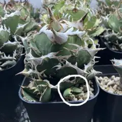 2026年最新】Cok アガベの人気アイテム - メルカリ