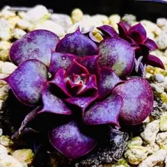 2026年最新】ロンギシマ 多肉の人気アイテム - メルカリ