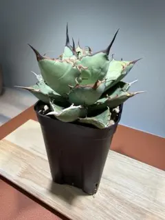 2026年最新】アガベ イランの人気アイテム - メルカリ