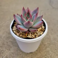 2026年最新】リンゼアナ 中里の人気アイテム - メルカリ