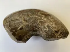 2026年最新】アンモナイト 化石 北海道の人気アイテム - メルカリ