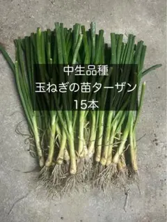 2026年最新】ターザン 苗の人気アイテム - メルカリ