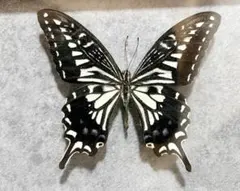 2026年最新】アゲハ蝶 標本の人気アイテム - メルカリ