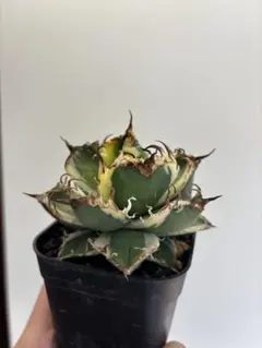 2026年最新】アガベシーザー錦の人気アイテム - メルカリ