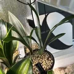 2026年最新】サンスベリア 希少の人気アイテム - メルカリ