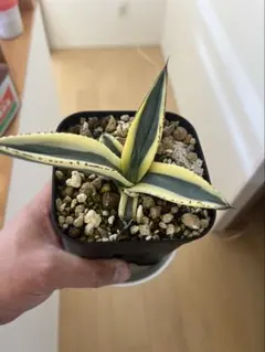 2026年最新】グレートホワイトシャーク アガベの人気アイテム - メルカリ