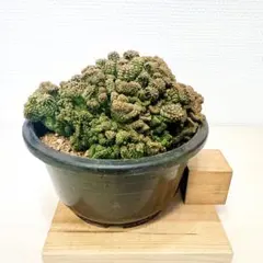 2026年最新】ユーフォルビア オベサ モンストの人気アイテム - メルカリ