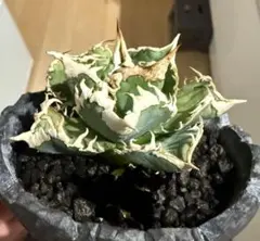 2026年最新】大白鯊の人気アイテム - メルカリ