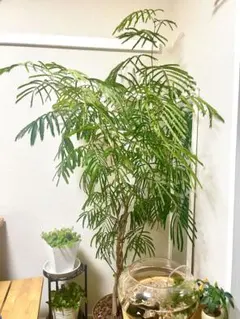 2026年最新】エバーフレッシュの人気アイテム - メルカリ