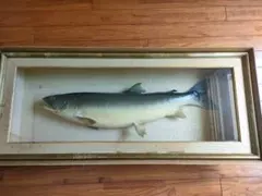 2026年最新】剥製 イトウの人気アイテム - メルカリ