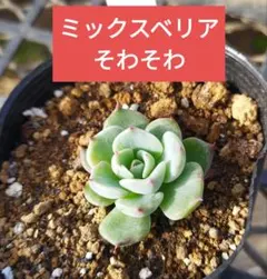 2026年最新】おらい そわそわの人気アイテム - メルカリ