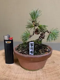 2026年最新】八房五葉の人気アイテム - メルカリ