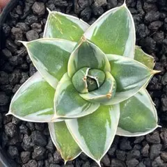 2026年最新】アガベ 王妃笹の雪 a型の人気アイテム - メルカリ